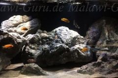 Mbuna-Felszone-560-Liter-202