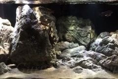 Mbuna-Felszone-560-Liter-203