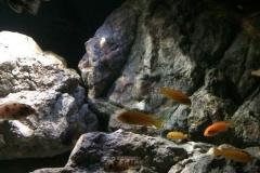 Mbuna-Felszone-560-Liter-209