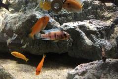 Mbuna-Felszone-560-Liter-210