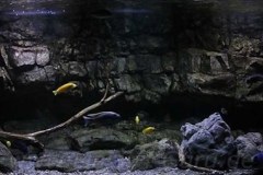576-Liter-leichte Übergangszone-Aquarium