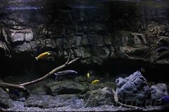 575-Liter-Becken-Mix-Mbunas-Nonmbuna-300