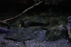 575-Liter-Becken-Mix-Mbunas-Nonmbuna-305