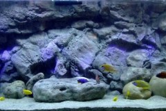 576-Liter-leichte-Übergangszone-Mbuna/Nonmbuna-Aquarium
