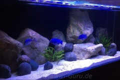 576 Liter Malawi-Aquarium