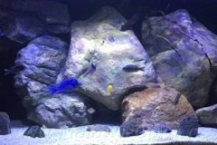 576-Liter-Übergangszone-Aquarium/Entwicklung