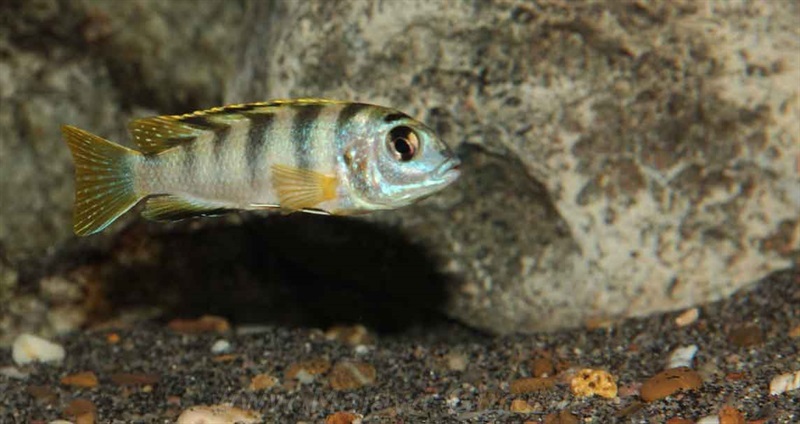 Labidochromis-sp.-perlmutt