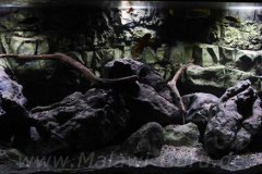 576 Liter Malawisee Aquarium