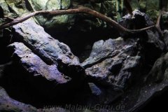 576-Liter-Mbuna-922