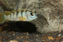 Labidochromis-sp.-perlmutt