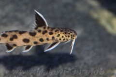 Synodontis-Lucipinnis-1