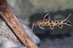 Synodontis-Lucipinnis-2