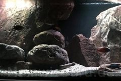 576-Liter-Fels/Übergangszone-Aquarium