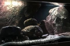 576-Liter-MbunaNonmbuna-82