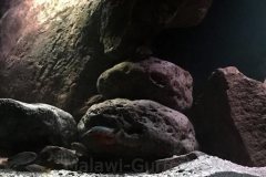 576-Liter-MbunaNonmbuna-86