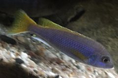 576-Liter-MbunaNonmbuna-96