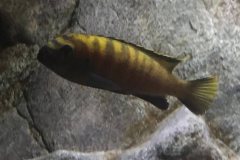 576-Liter-MbunaNonmbuna-98