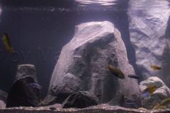576-Liter-Mbuna/Nonmbuna-Übergangszone-Aquarium
