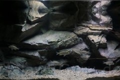 576-Liter-3D-Rückwand-Sandzone-Aquarium