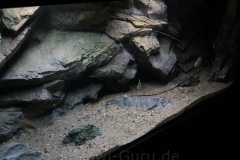 Lethrinops-Gold-Harbour-Island24.-Maerz-2017-2