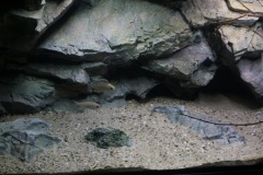 Lethrinops-Gold-Harbour-Island24.-Maerz-2017-4