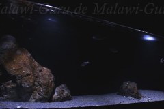576-Liter-Sandzone-Aquarium