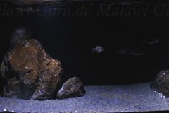 576-Liter-Sandzone-20