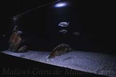 576-Liter-Sandzone-22