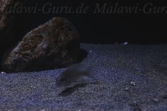 576-Liter-Sandzone-24