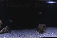 576-Liter-Sandzone-26