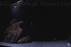 576-Liter-Sandzone-30