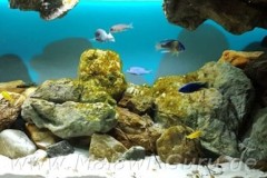 576-Liter-Übergangszone-Aquarium