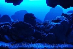 NonmbunaMbuna-576-Liter-104