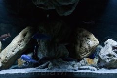 576-Liter-Übergangszone-Nonmbuna/Mbuna-Mix-Aquarium