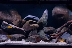 600-Liter-MbunaNonmbuna-100