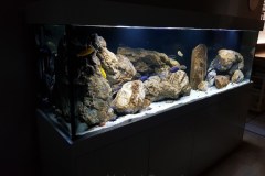 600-Liter Mbuna/Nonmbuna-Fels-Übergangszone-Aquarium