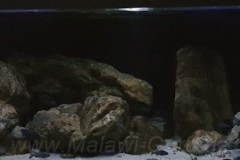 600-Liter-MbunaNonmbuna-2018-209