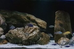 600-Liter-MbunaNonmbuna-2018-211
