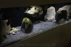 600-Liter-Übergangszone-Aquarium/Entwicklung