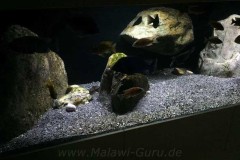 600-Liter-Nonmbuna-81