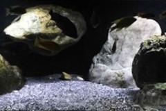 600-Liter-Nonmbuna-83