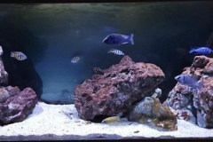 600 Liter Übergangszone Nonmbuna Becken