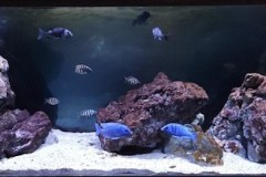 600 Liter Übergangszone Nonmbuna Becken