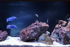 600 Liter Übergangszone Nonmbuna Becken