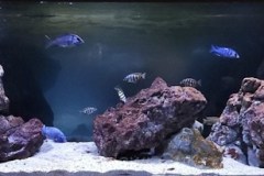 600 Liter Übergangszone Nonmbuna Becken