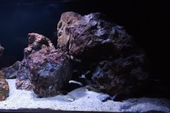 600 Liter Übergangszone Nonmbuna Becken