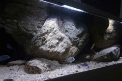 625-Liter-leichte Übergangszone-Aquarium