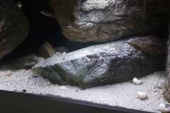 625 Liter Malawisee Becken
