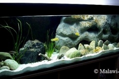 Mbuna-Felszone-625-Liter-901-1