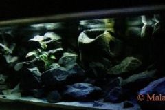 638 Liter Mbuna Becken 